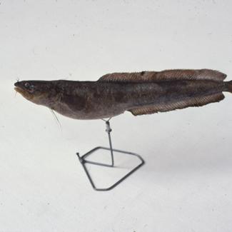 Motella mediterranea L. Ugorova majka mrkulja; inv. br. 1041