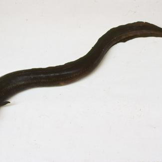 Conger vulgaris Cuv Ugor; inv. br. 1040