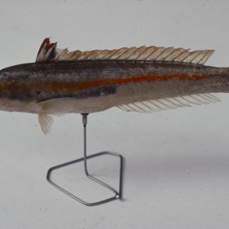 Coris julis L. Knez; inv. br. 1054