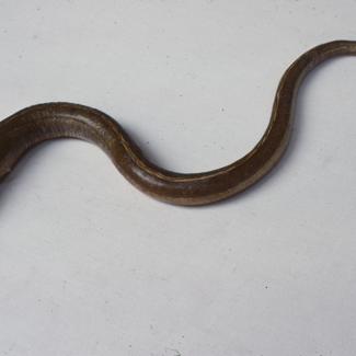 Myrus vulgaris K.P. Ugorac glavan, inv. br. 1062