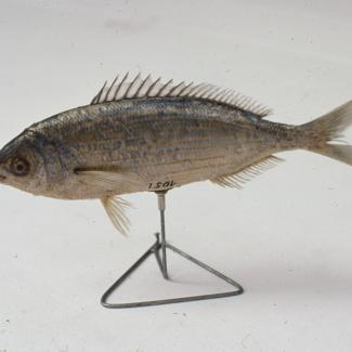 Gr. dep. - hrpa smeća 3 - 4 m visine, u daljini galebovi