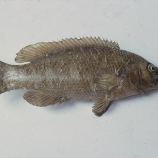 Labrus turdus (L) C. V. Drozd, usnača šarenka; inv. br. 82