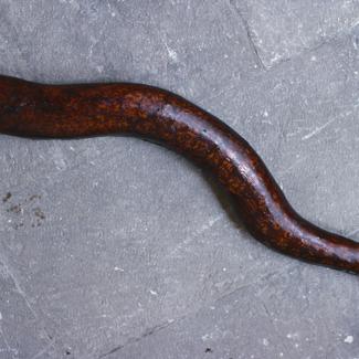 Muraena helena L. Murina; inv. br. 126