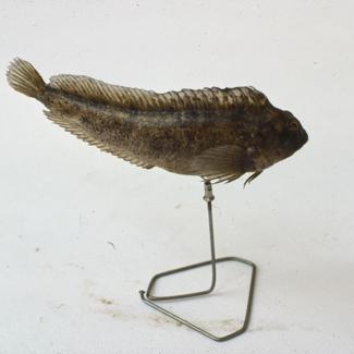 Blennius sanguinolentus Pillas Slingurica balavica; inv. br. 1096