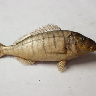 Pagellus mormyrus (L) C. V. Ovčica; inv. br. 95