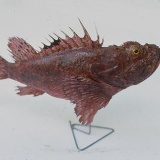 Scorpaena scrofa L Škrpina; inv. br. 1039