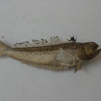 Trachinus radiatus C. V. Pauk mrkulj; inv. br. 76