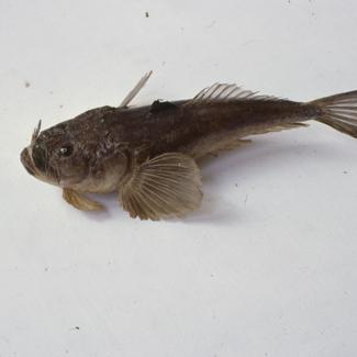 Uranoscopus scaber Lin Čač, bezmek; inv. br. 1066