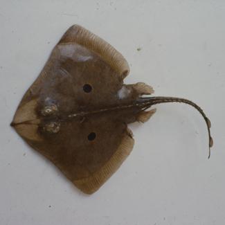 Raja miraletus L. Ražica modropjega; inv. br. 1042