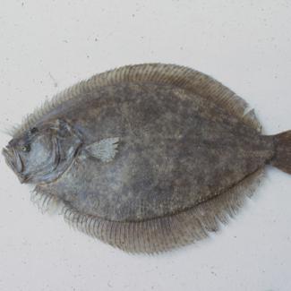 Bothus rhombus L. Glatki rombić, romb; inv. br. 1047