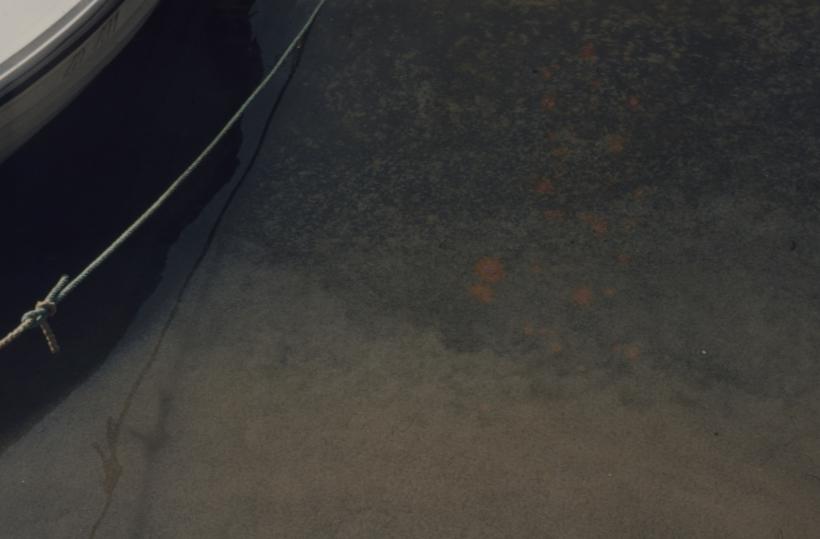 Zagađenje mra od ispusta Mljekare