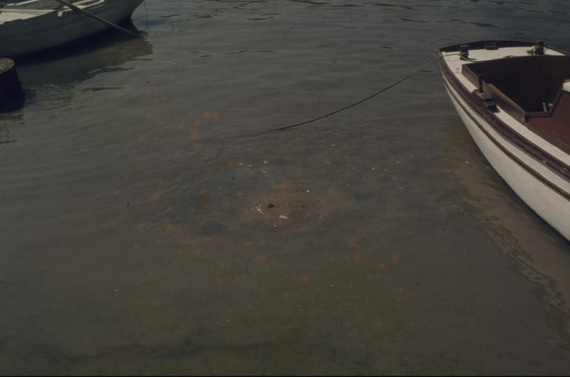 Suklja more iznad ispusta tvornice B. Kidriča