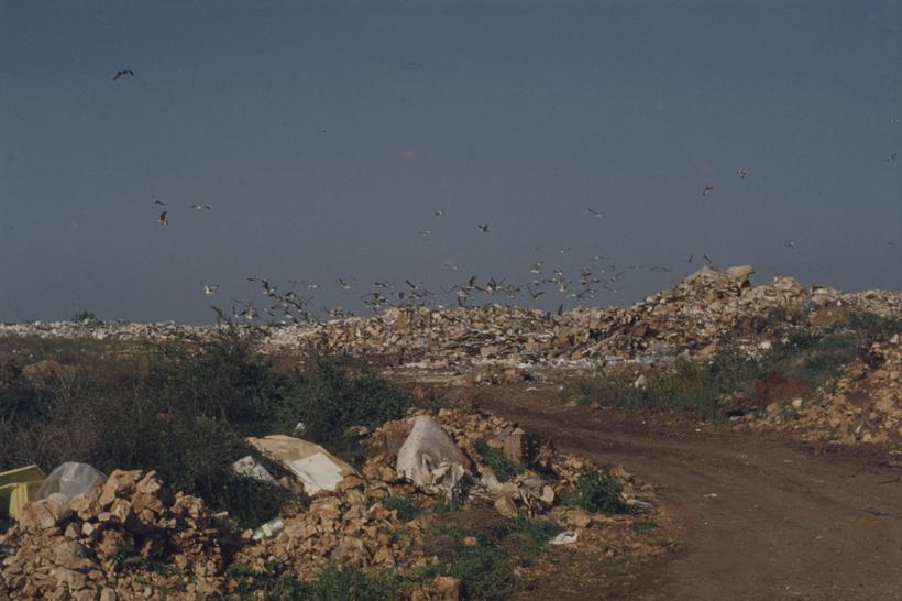 Gradski deponij, nakupine smeća iznad njega jato galebova