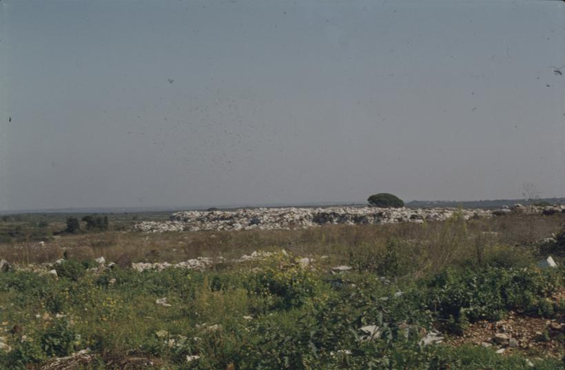 Smeće u hrpi okruženo zelenilom, Gradski dep.; bor u pozadini