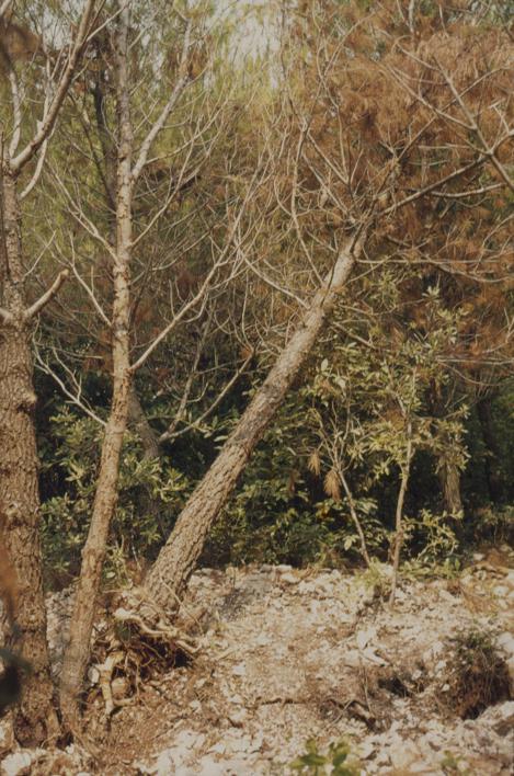 Osušen bor nakon miniranja