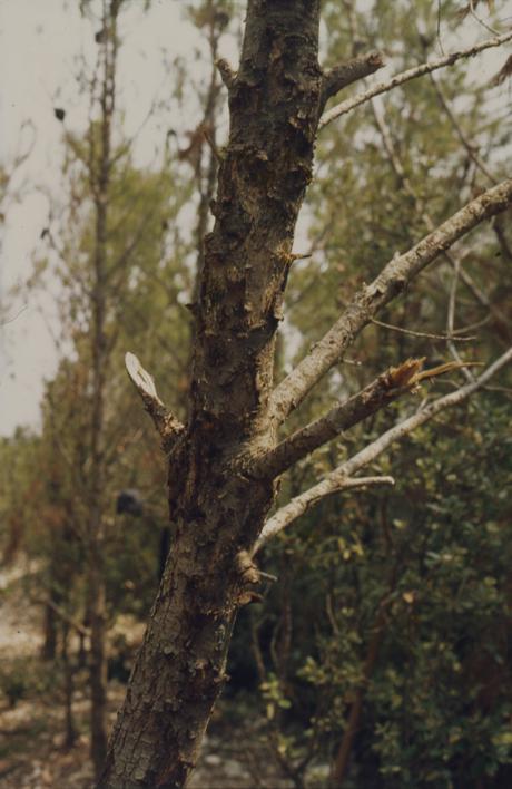 Posljedica miniranja