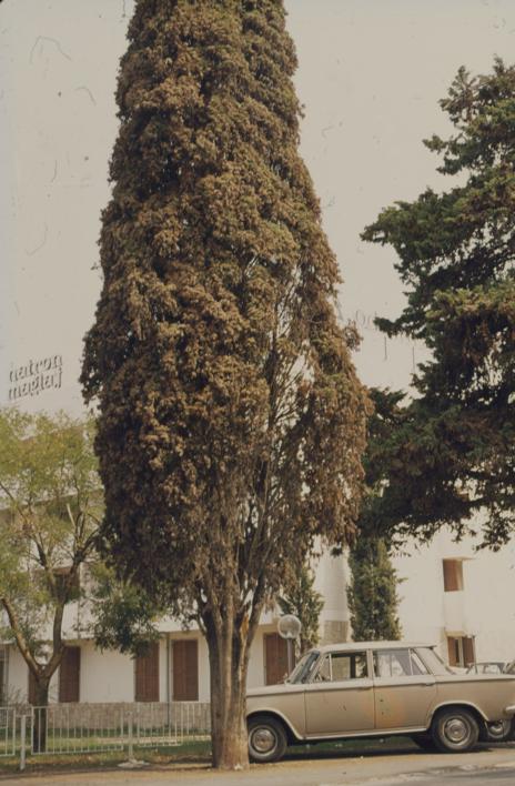 Čempres napadnut raznim ušima - drvored na prilazu