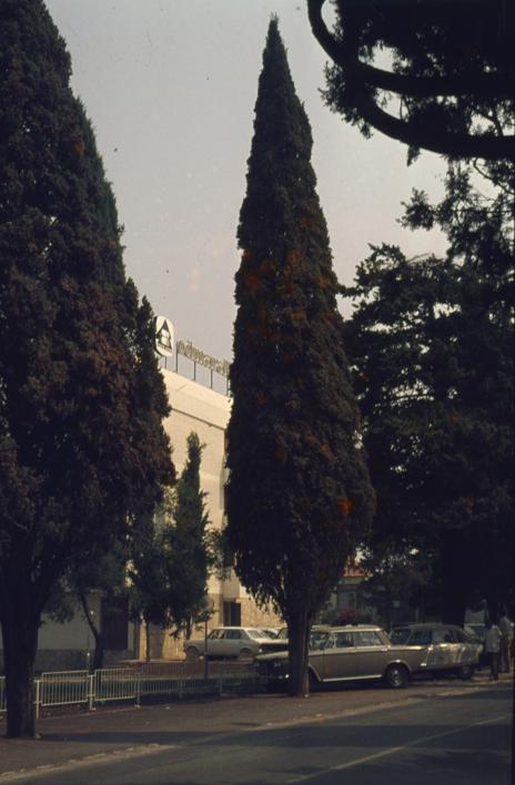 Drvored čempresa zaštićen