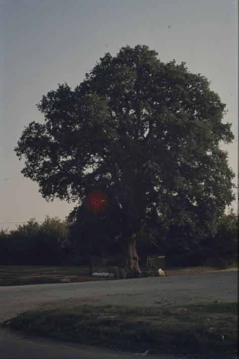 Zeleni hrast - zaštićen