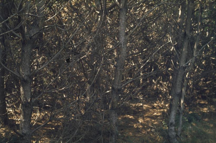 Pregusto drveće ne održava se - suho granje od zemlje