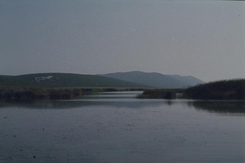 Vransko jezero - trska na sj-zap dijelu