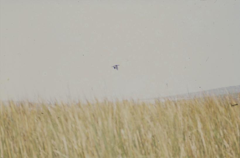 Trska Vransko jezero