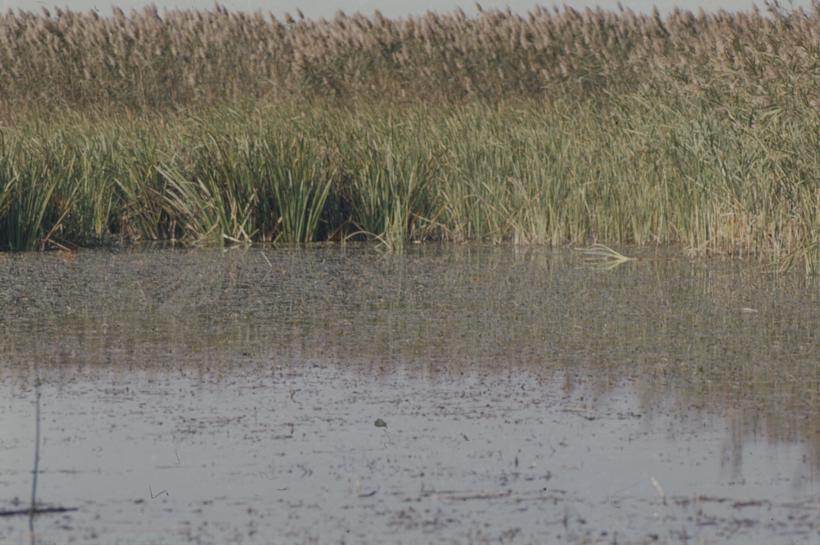 Trska - Vransko jezero