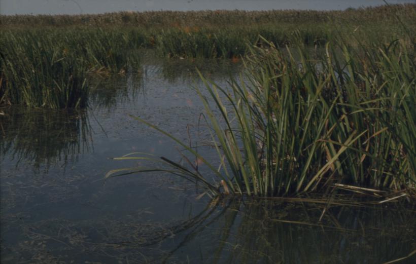 Vransko jezero - trska