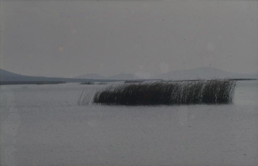 Vransko jezero -rubni dio pojasa trske