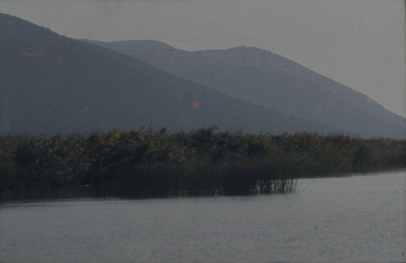 Vransko jezero - trska podno brijega