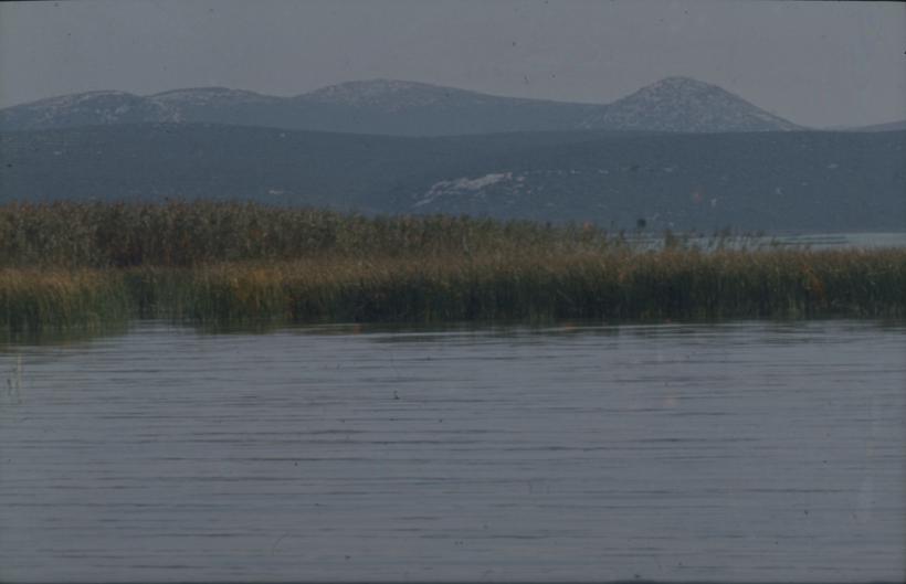 Vransko jezero - trska u sj.-zap. Dijelu