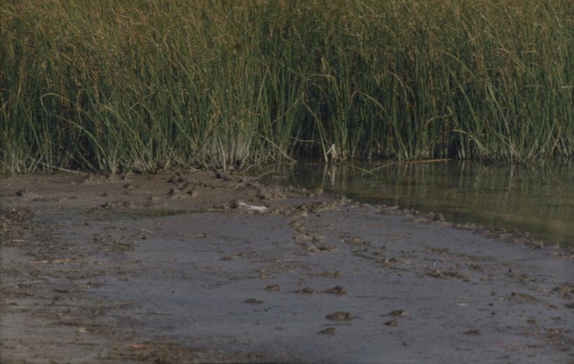 Vransko jezero - za oseke sa obale rub trske ispred pumpne stanice
