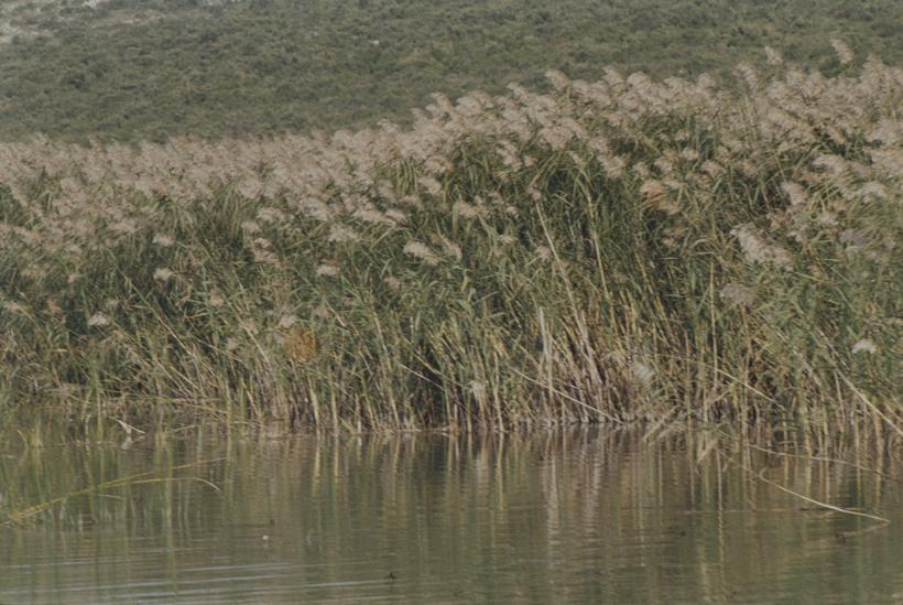 Vransko jezero - visoka trska