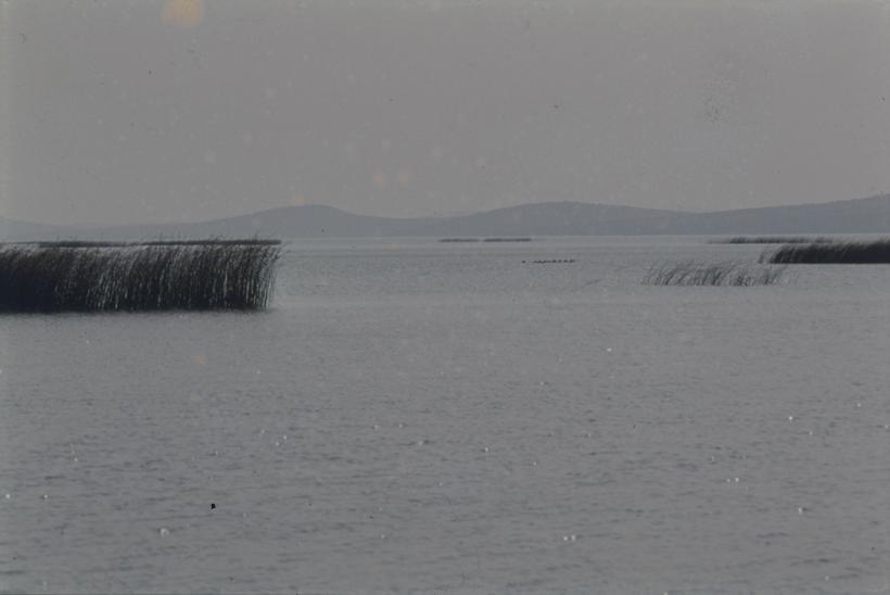Vransko jezero - otoci trske