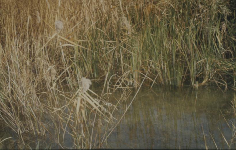 Trska u sj.-zap. djelu Vranskog jezera