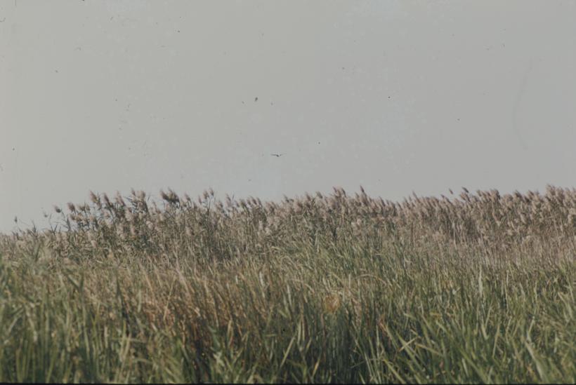 Vrhovi trske pod nebom