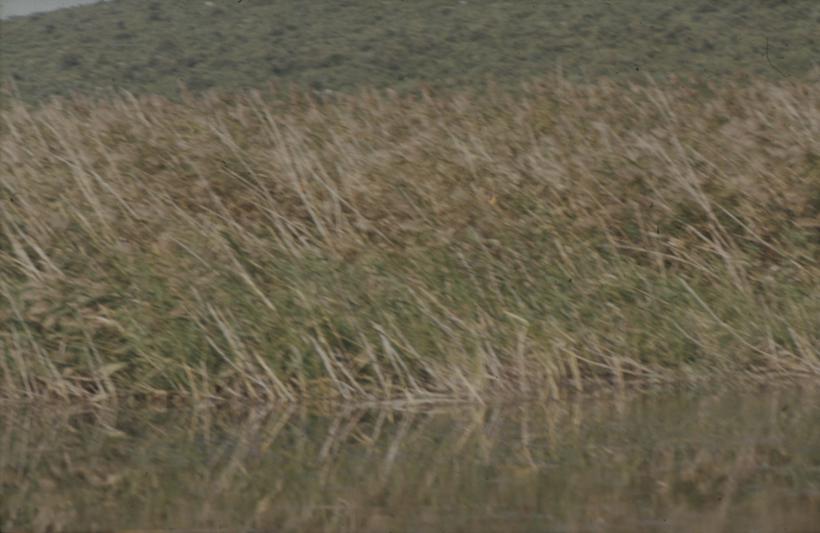 Vransko jezero - trska od vode do makije