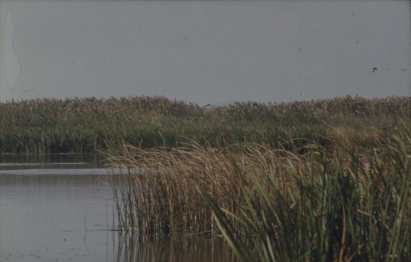 Vransko jezero  - trska uz vodu