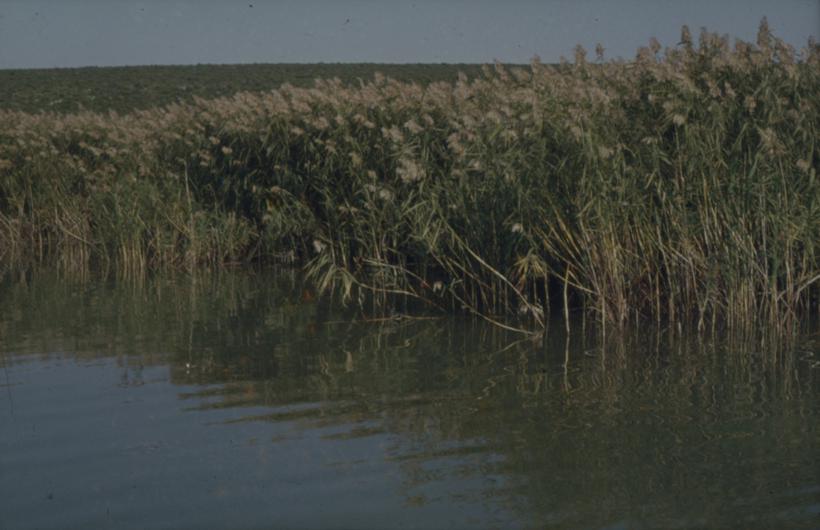 Vransko jezero - trska uz rub