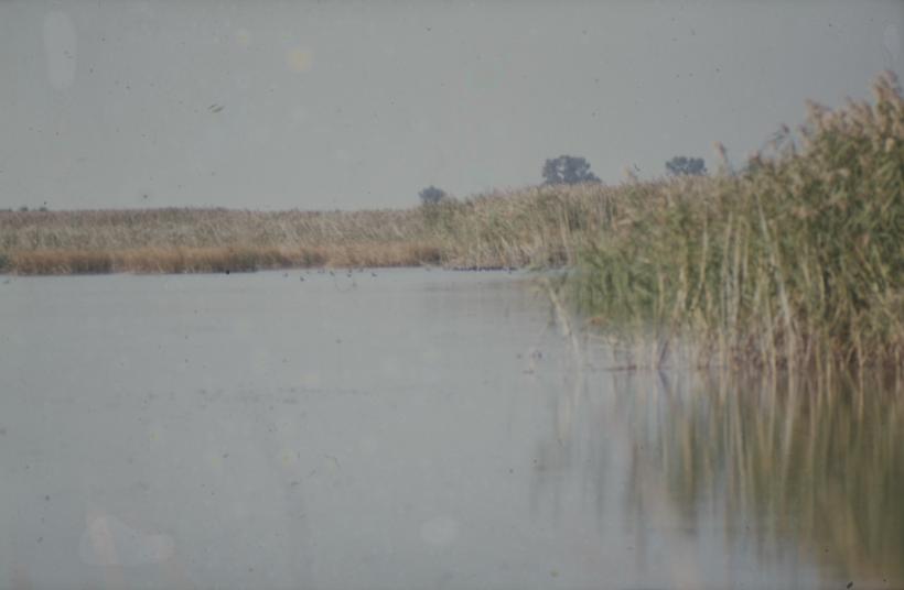 Vransko jezero - liska u vodi