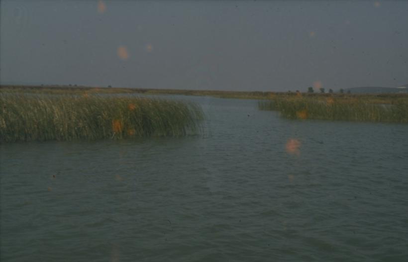 Vransko jezero - kroz trsku