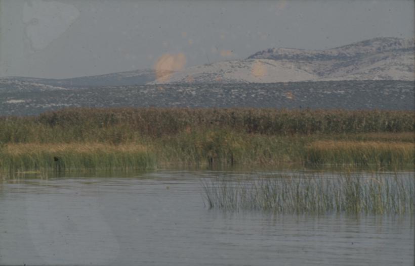 Vransko jezero - sjev-zap. Dio; kroz trsku prema brijegu
