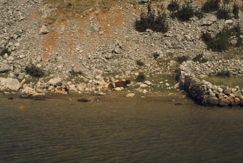 Škti pašnjaci pored rijeke na desnoj obali  između Obr. I Jan. B.; krava se odmara pored ograde