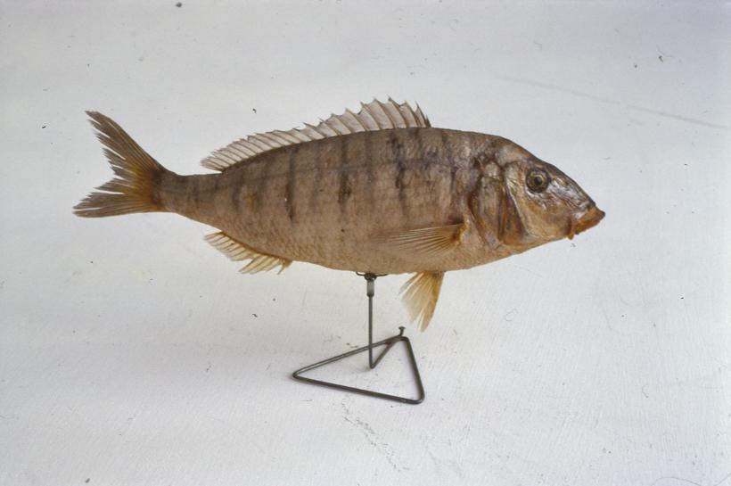 Pagellus mormyrus C. V. Ovčica; inv. br. 1284