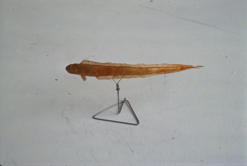 Cepola rubescens L Vrpca crljena; inv. br. 1255