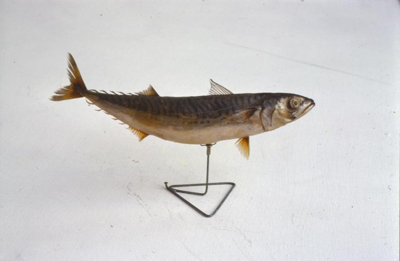 Scomber scomber L Skuša; inv. br. 1030