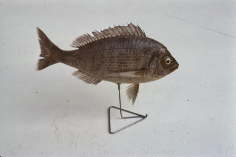 Cantharus lineatus Thomps, Sivac, kantar; nv. br. 1057