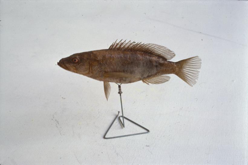 Serranus scriba Cuv. Vukovac, pirak; inv. br. 1261