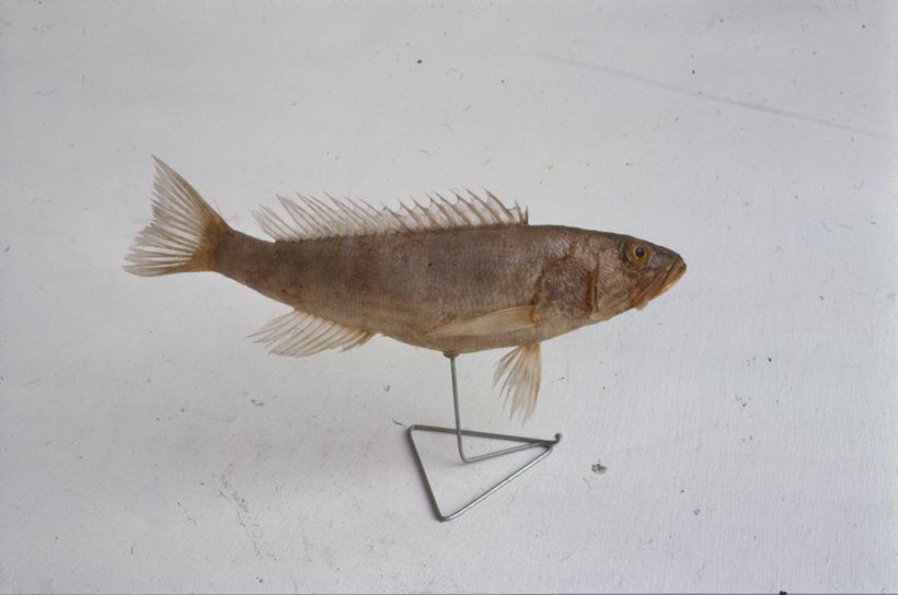 Serranus cabrilla Cuv. Kanjac; inv. br. 1260