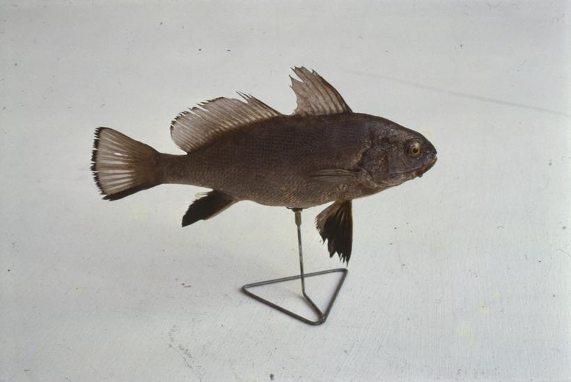 Corvina nigra C. V. Vranac; v. br. 1064